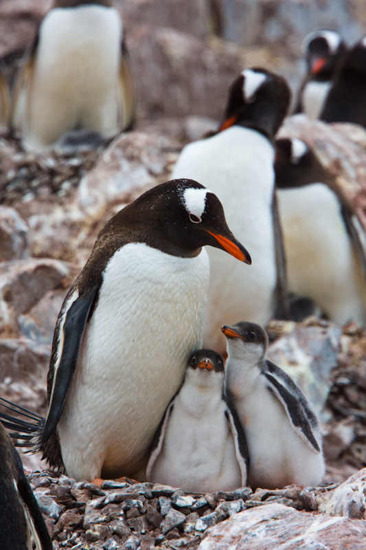 Gentoo Penguin And Chicks